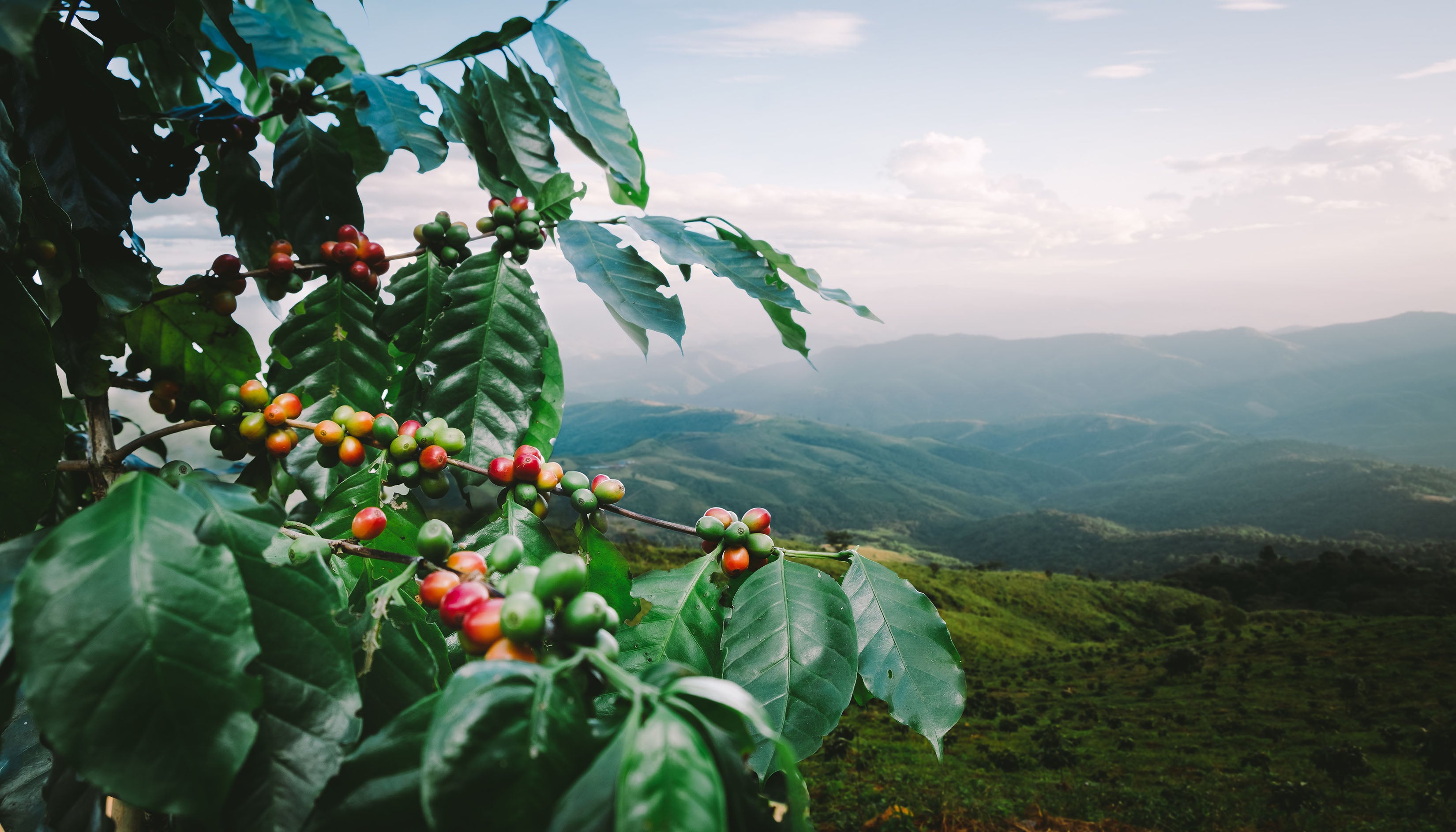 Coffee Plant View of Valley