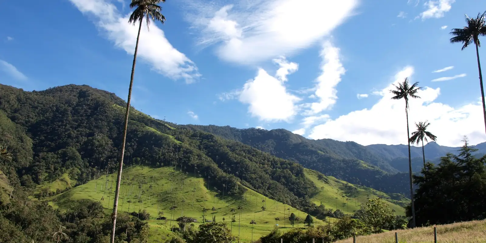Wax palms in the Valle de Cocora, in Colombia’s coffee country