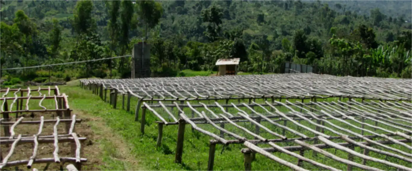 Raised drying beds at a washing station in Sidama, the area next to Yirgacheffe