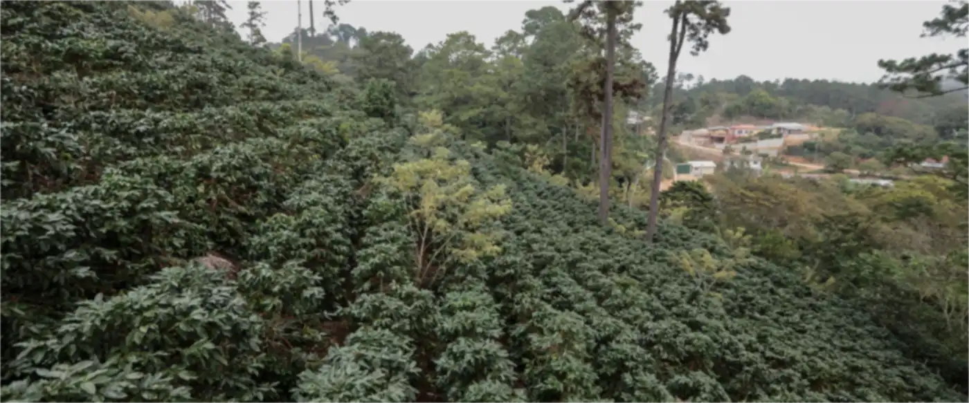 Coffee rows on a hillside farm in El Salvador
