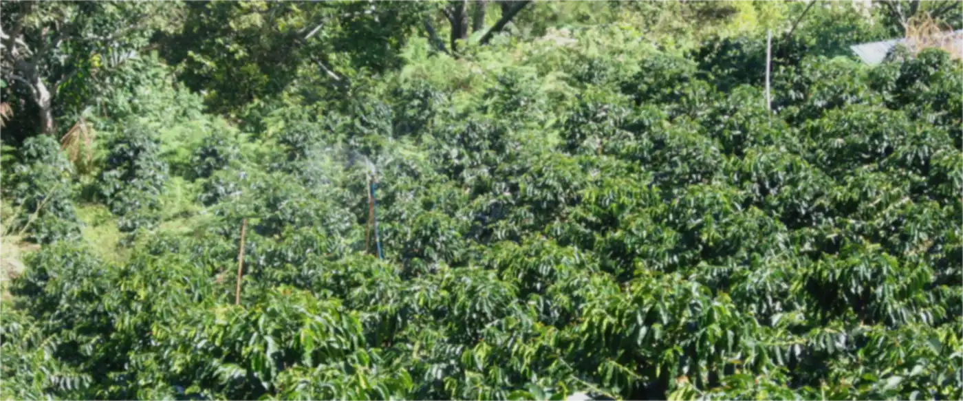 Coffee trees in the highlands of North Sumatra