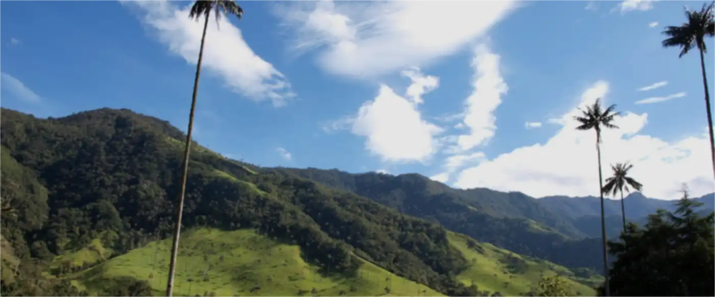 Wax palms in the Valle de Cocora, in Colombia's coffee country