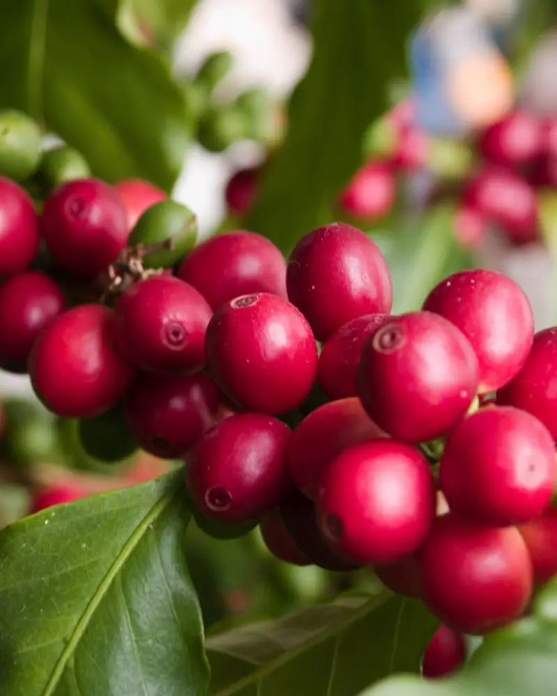 Ripe red coffee cherries on the branch