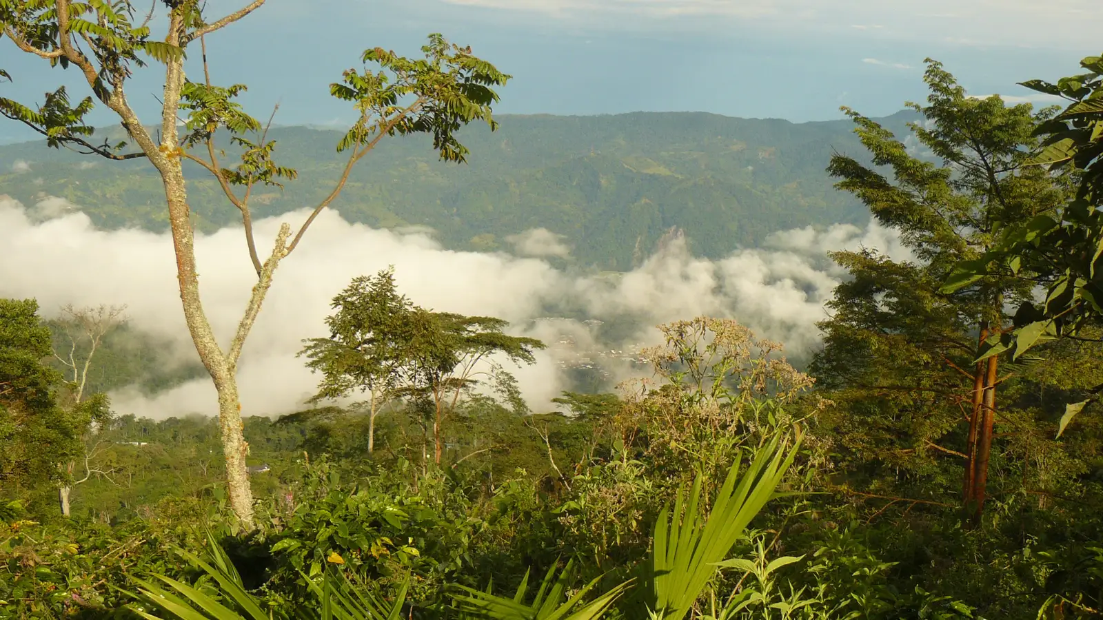 Coffee farm on a forested hillside above the clouds in Colombia