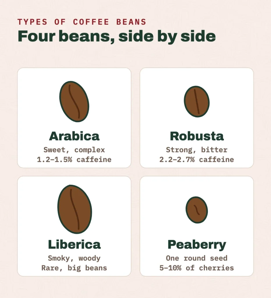 Simplified drawings of four coffee beans: arabica, an oval bean with an S-shaped crease; robusta, a smaller, rounder bean with a straighter crease; liberica, a large, uneven bean; and peaberry, a small round bean with no flat side.