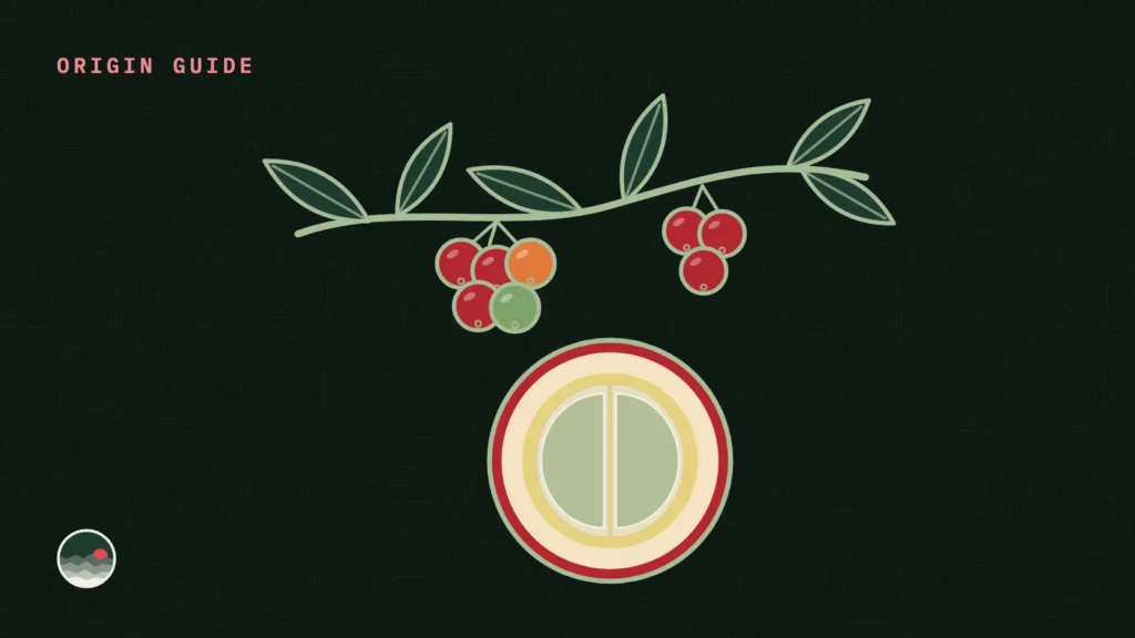 Illustration of a coffee branch with ripe red coffee cherries beside a cherry cut open to show its two beans