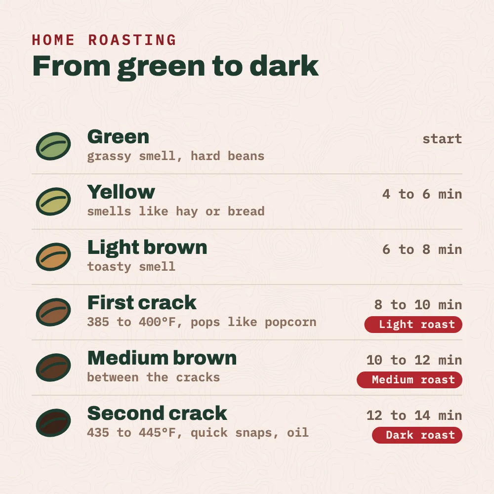 Coffee roast stages: green beans at the start; yellow at about 4 to 6 minutes, smelling like hay; light brown at about 6 to 8 minutes, smelling toasty; first crack at about 385 to 400°F, around 8 to 10 minutes, where a light roast ends; medium brown between the cracks, around 10 to 12 minutes; second crack at about 435 to 445°F, around 12 to 14 minutes, where a dark roast ends.