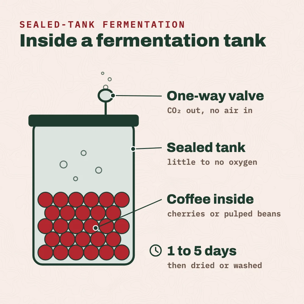 Diagram of anaerobic coffee fermentation: coffee cherries or pulped beans in a sealed tank, with a one-way valve that lets carbon dioxide out and keeps air from getting in. The coffee ferments for about 1 to 5 days, then is dried.
