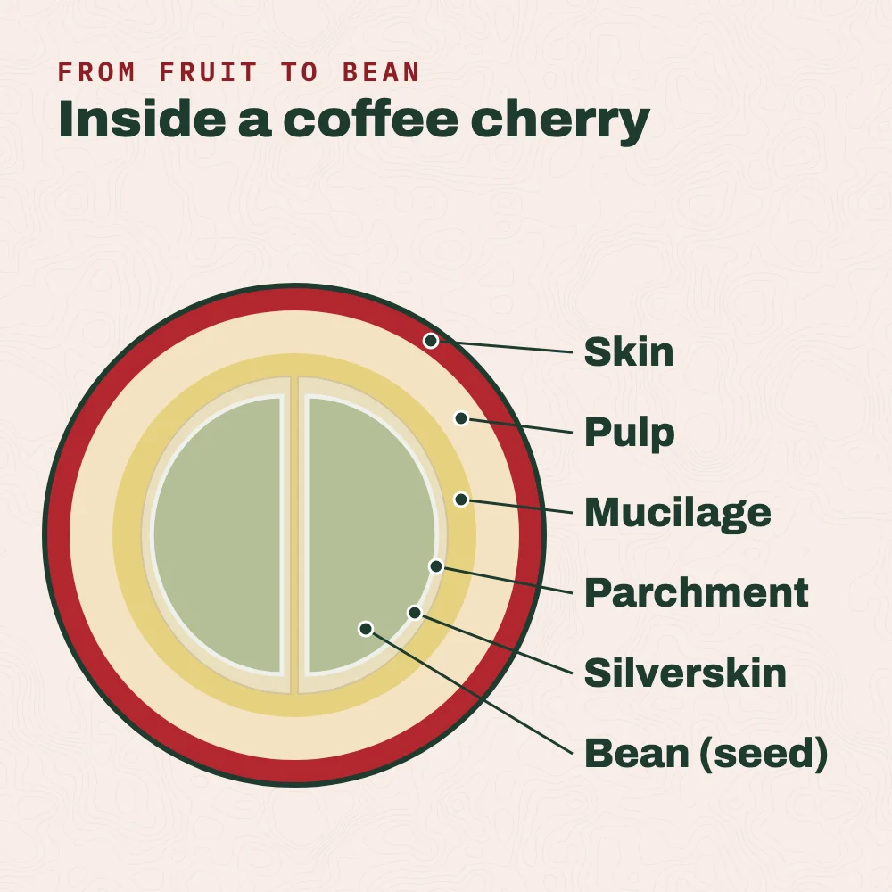Cross-section of a coffee cherry with its layers labeled from the outside in: skin, pulp, mucilage, parchment, silverskin and two beans with their flat sides facing.