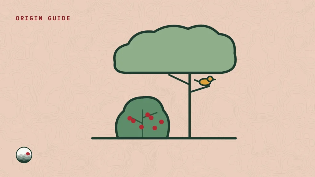 Illustration of a coffee shrub with red cherries growing under a tall shade tree, with a small bird on a branch