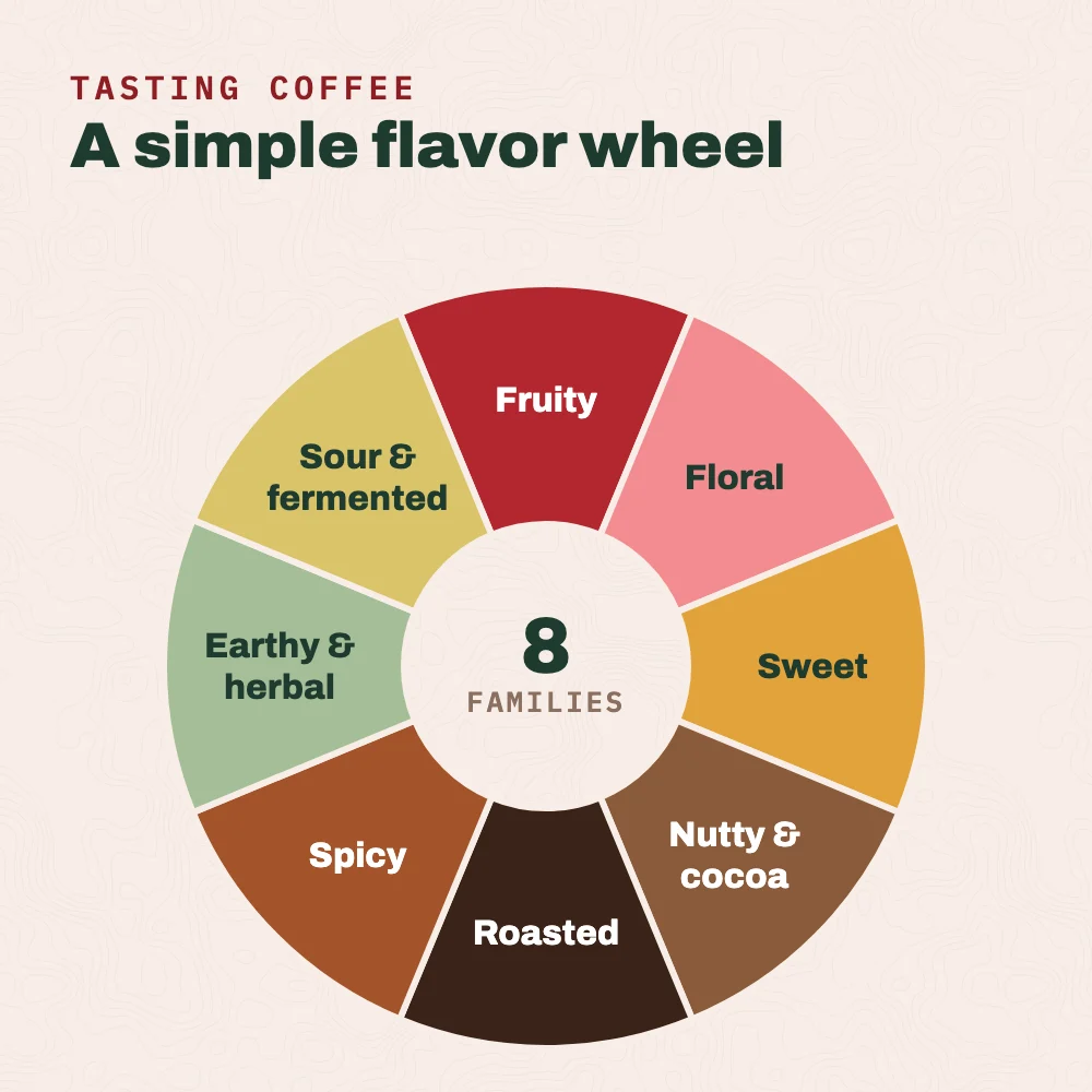 A simple coffee flavor wheel with eight flavor families: fruity, floral, sweet, nutty and cocoa, roasted, spicy, earthy and herbal, and sour and fermented.