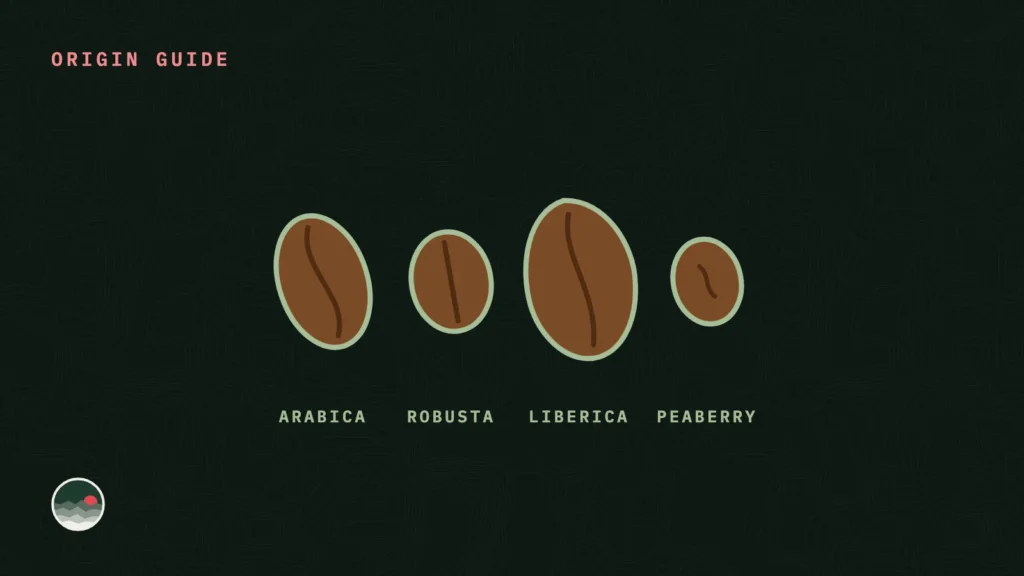 Four coffee beans side by side: arabica, robusta, liberica and peaberry