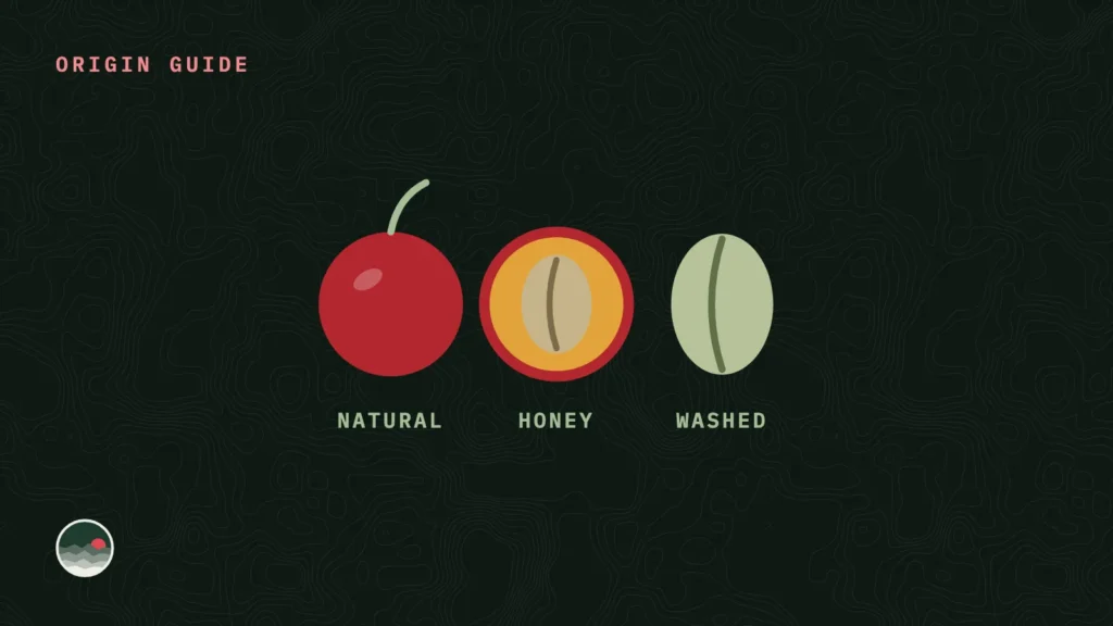 Coffee cherries showing natural, honey and washed processing